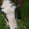 Article - Polled & Scurred Soay - Yoko, scurred ewe lamb